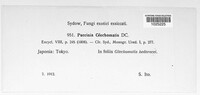 Puccinia glechomatis image